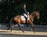 dressage horse Hilaris 4 (Hanoverian, 2013, from Heinrich Heine)