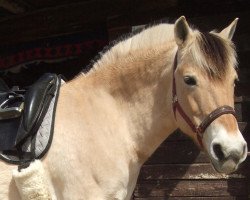 broodmare Tara (Fjord Horse, 1997, from Zötus II)