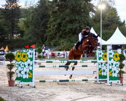 jumper Balounado de Reve (Belgian Warmblood, 2015, from Bamako de Muze)