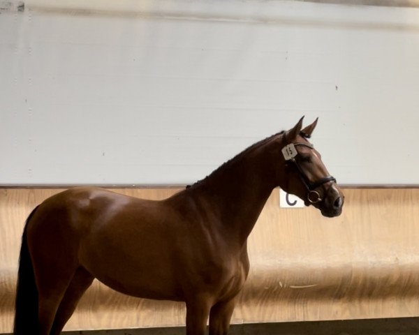 dressage horse Sarai B (Hanoverian, 2018, from Secret)