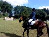 dressage horse Santiago Di Compostela (Hanoverian, 2005, from San Remo)