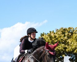 Springpferd Claudio's Boy T (Deutsches Sportpferd, 2013, von Claudio's Son)