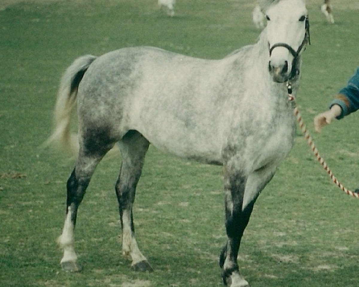 broodmare Ramira (Oldenburg, 1984, from Ramiroff)