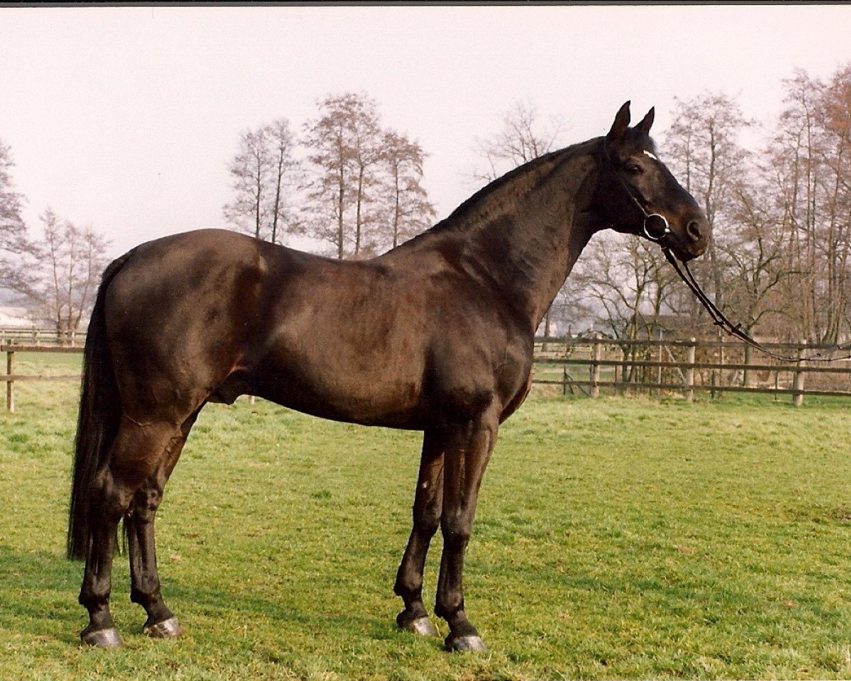 stallion Ramiroff (Westphalian, 1978, from Ramiro Z)