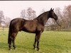 stallion Ramiroff (Westphalian, 1978, from Ramiro Z)