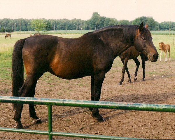 stallion Timpetu (Holsteiner, 1977, from Toledo)