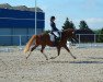 dressage horse Nespresso G (German Riding Pony, 2016, from Fs Numero Uno)