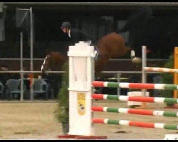 jumper Fiano 4 (Westphalian, 2003, from Fiano)