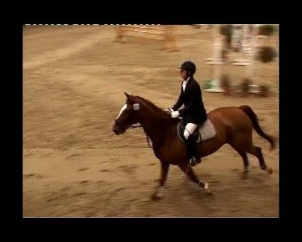 horse Rico 198 (Hanoverian, 1995, from Rebel Z I)