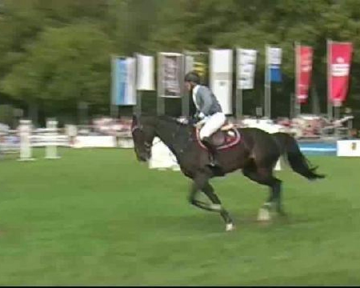 Springpferd L B Look At Me (Oldenburger, 2002, von Lamentos)