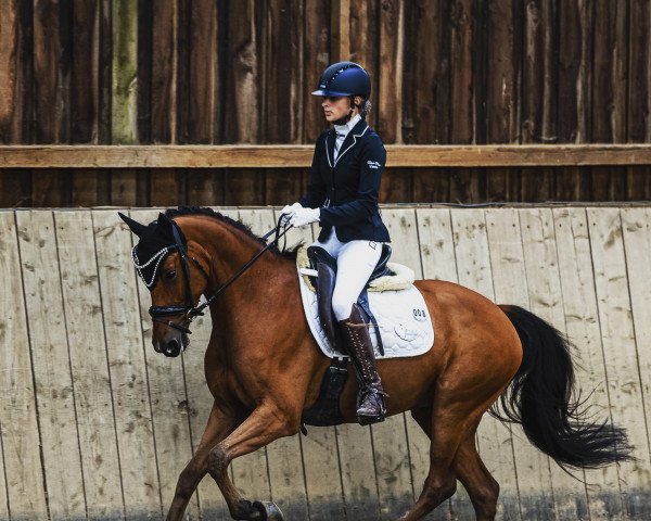 dressage horse Atomic 24 (German Riding Pony, 2018, from Ampere)
