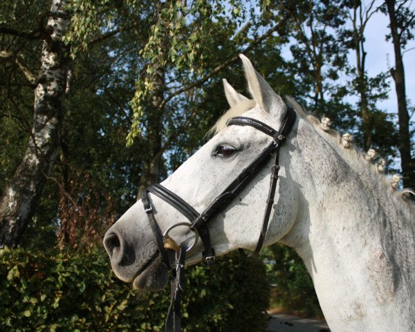 broodmare Cecile D (Holsteiner, 1999, from Calido I)