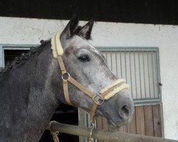 horse Birkenhof's Catura D (Württemberger, 2003, from Carano)