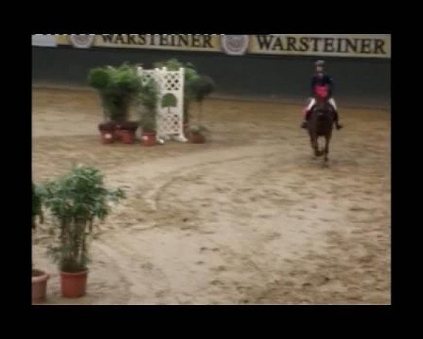 Springpferd Hotspot (Deutsches Reitpony, 2006, von Halifax)