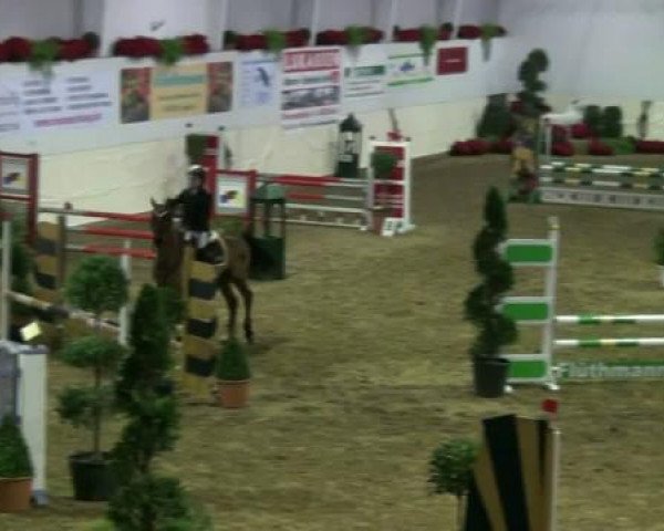 Pferd Marakesch 56 (Deutsches Reitpony, 2005, von Monte Verdi)
