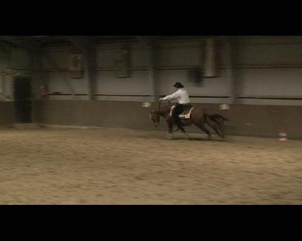 horse Dox Cash N Lena (Quarter Horse, 1993, from Dox Cash 'N Hand)