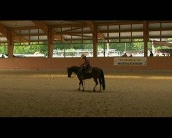 Pferd Wrangler Chic (Quarter Horse, 2006, von Starlights Wrangler)