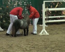 Pferd Lord Loxley (Shetland Pony, 2009, von Lucky Luke)