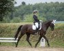 dressage horse Carino 673 (Czech Warmblood, 2006, from Carismo II 123 FIN)