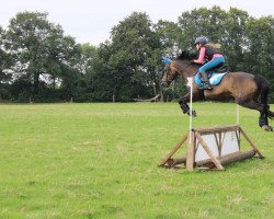 dressage horse Estancia 5 (German Riding Pony, 2005, from New Classico)