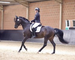 dressage horse Finest Lady 5 (Hanoverian, 2015, from Finest)