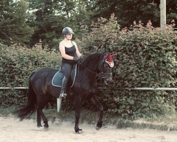 dressage horse Florenzia M (Hanoverian, 2016, from Florenz 71)