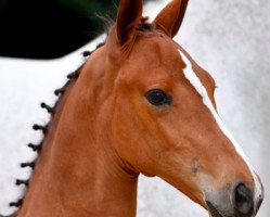 jumper Quikly du Rouet (Zangersheide riding horse, 2016, from Quickly de Kreisker)