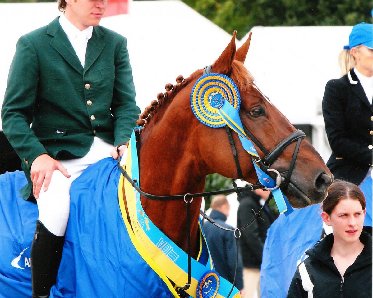 horse NLS Coole Al Clover (Irish Draft Horse, 2004, from Aldatus Z)