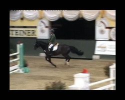 jumper Bentley van't Geesteshof (Belgian Warmblood, 2001, from Thunder van de Zuuthoeve)