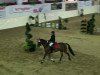 broodmare Wanda 351 (German Riding Pony, 1999)