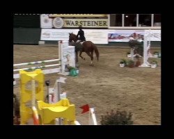 stallion Sbor 3 (Trakehner, 2004, from Broker xx)