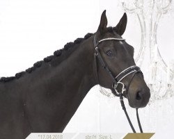 dressage horse Monteverdi 32 (Hanoverian, 2018, from DSP Marc Cain)