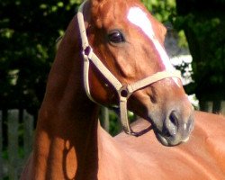 broodmare Derina (Saxony-Anhaltiner, 1993, from Dedo)