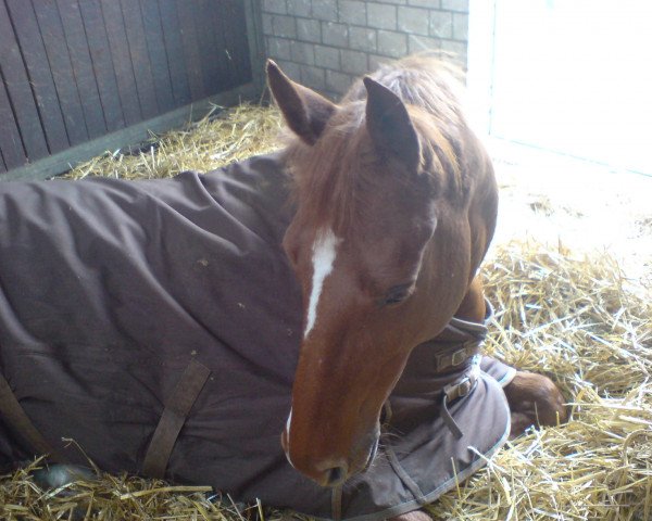 broodmare Franka (Westphalian, 1993, from Feuerglanz)