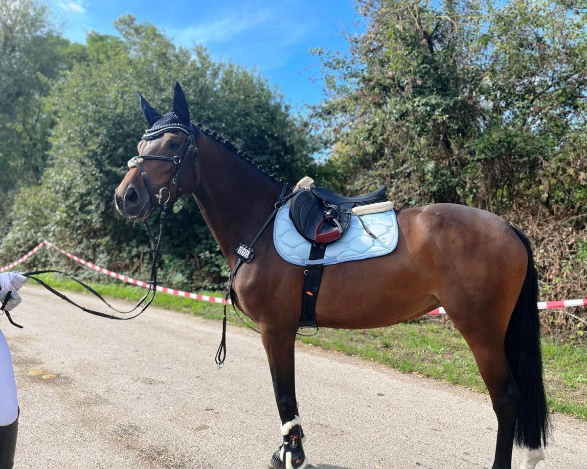 Zuchtstute Diarados Diamond Rose (Deutsches Sportpferd, 2018, von Diarado)