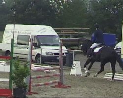 jumper Sugar 136 (Oldenburg, 2006, from Sandro Hit)