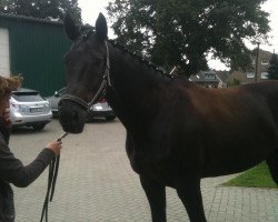 jumper Elmiro (Hanoverian, 2004, from Earl)