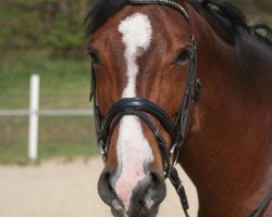 broodmare Warena 14 (Hanoverian, 1997, from Wendulan)