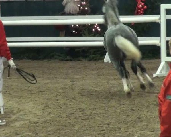 Pferd Tom Tailor 7 (Welsh Pony (Sek.B), 2009, von Timing)