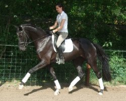 dressage horse Sanssouci (Hanoverian, 2008, from San Amour I)