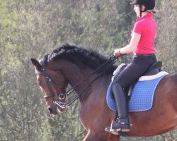 dressage horse Her Diamond (Württemberger, 2004, from His Highness)