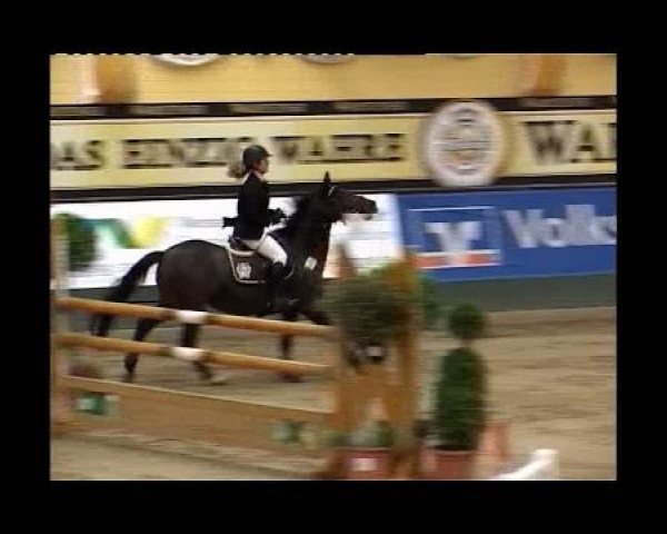 jumper Bonny (German Riding Pony, 1994, from Bolero)