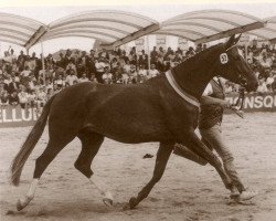 Zuchtstute Radina (Westfale, 1978, von Romadour II)