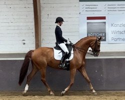 dressage horse Sansuki (Westphalian, 2015, from Sir Heinrich OLD)