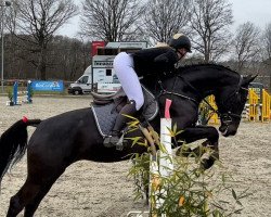 Springpferd Pitbull T (Holsteiner, 2018, von Central Park 6)