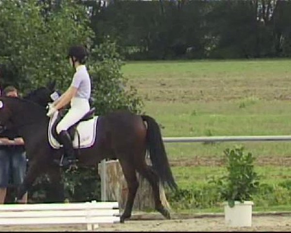 dressage horse Ginsterhof's Vigoroso (German Riding Pony, 2003, from Vincente)