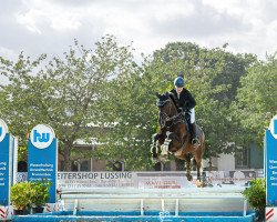 jumper Cosco Cablo (Oldenburg show jumper, 2012, from Cantoblanco)