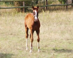 dressage horse Selfmade (Oldenburg, 2022, from Selectric)