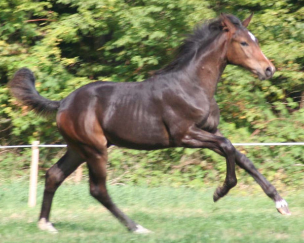 dressage horse Equistar M (Westphalian, 2018, from Escolar)