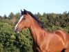 dressage horse Morgenstern (Arab half breed / Partbred, 1993)